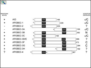 RNA splicing factors liver