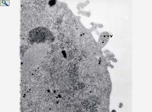 Ad5 viral exit