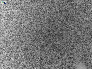 ds DNA fragments_EM