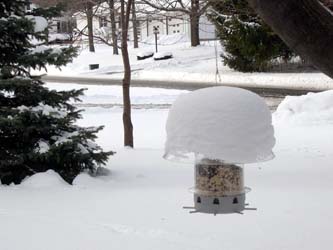 Winter in Rochester