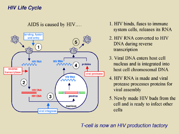 HIV Life Cycle
